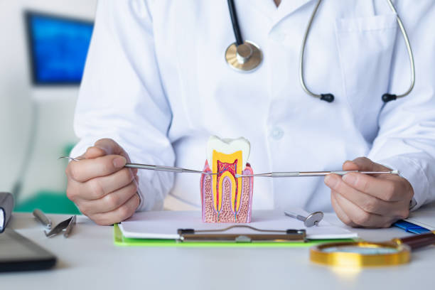 Best Knocked-Out Tooth (Avulsed Tooth) Treatment in Lehighton, PA